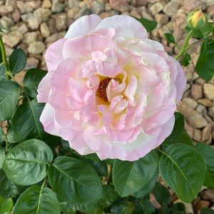 Meet your Posher, Kenley